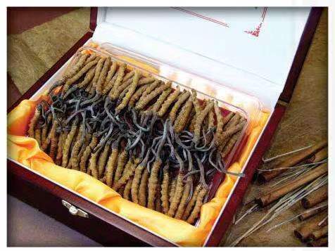 后湖管理区冬虫夏草回收